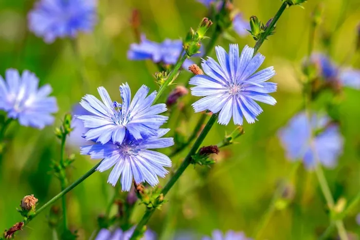 Chicory